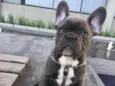 Luc