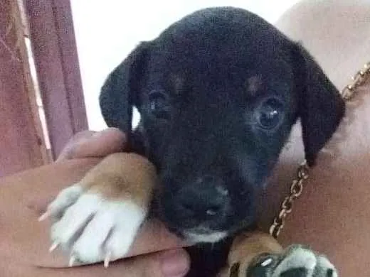 Cachorro ra a Rottwaler misturado  idade 2 a 6 meses nome Sem nome