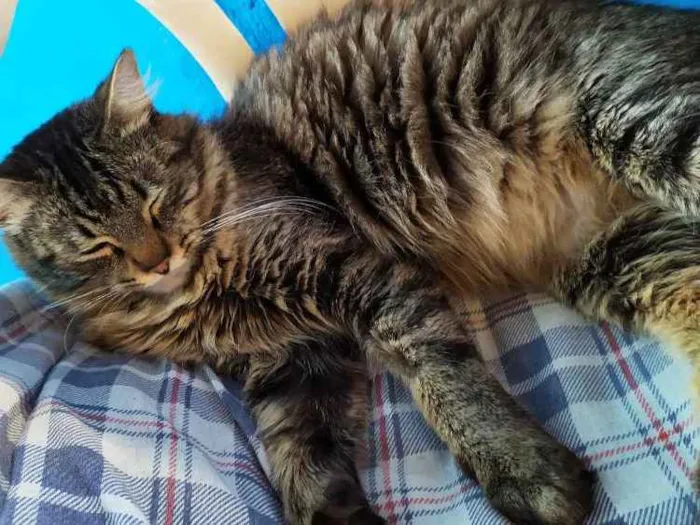Gato ra a Srt idade 2 anos nome Ted