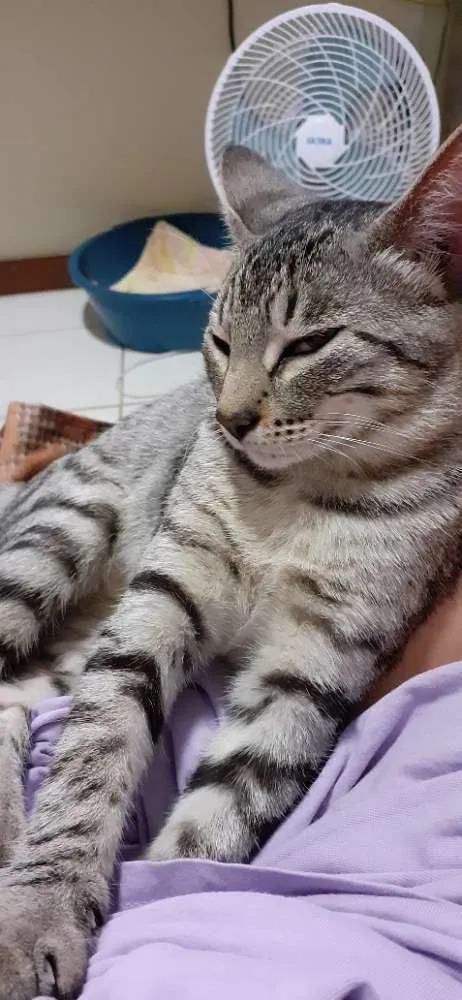 Gato ra a SRD idade 2 a 6 meses nome Billy 