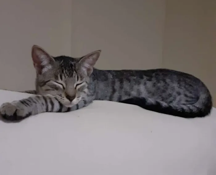 Gato ra a SRD idade 2 a 6 meses nome Billy 