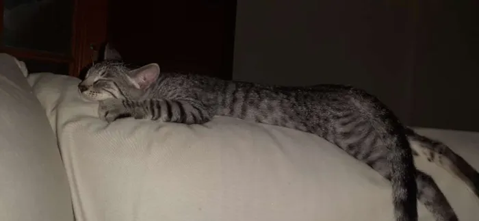 Gato ra a SRD idade 2 a 6 meses nome Billy 