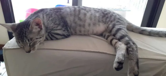 Gato ra a SRD idade 2 a 6 meses nome Billy 