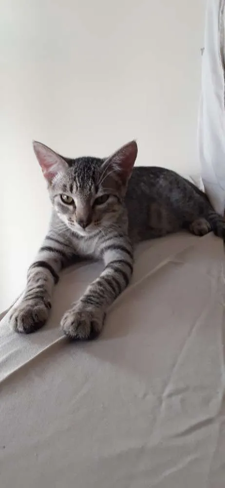 Gato ra a SRD idade 2 a 6 meses nome Billy 
