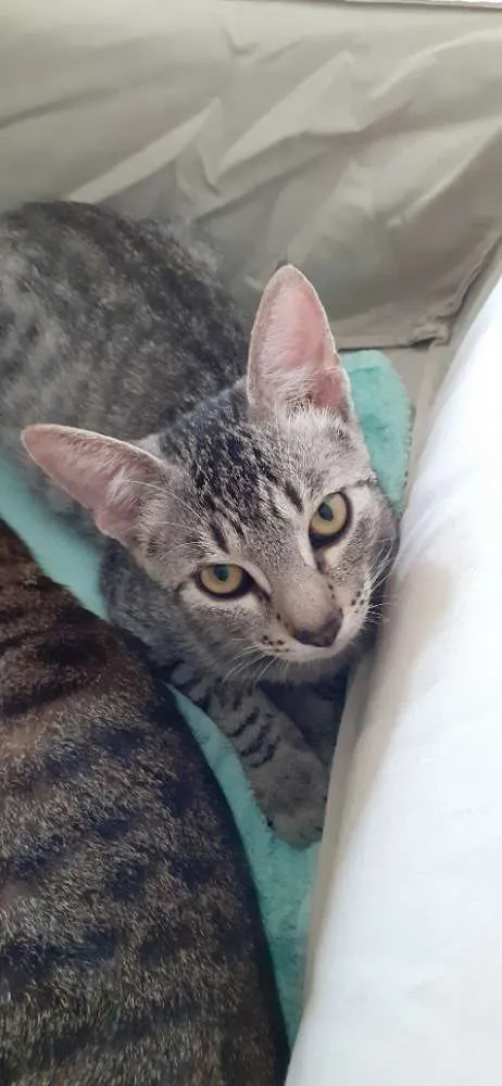 Gato ra a SRD idade 2 a 6 meses nome Billy 