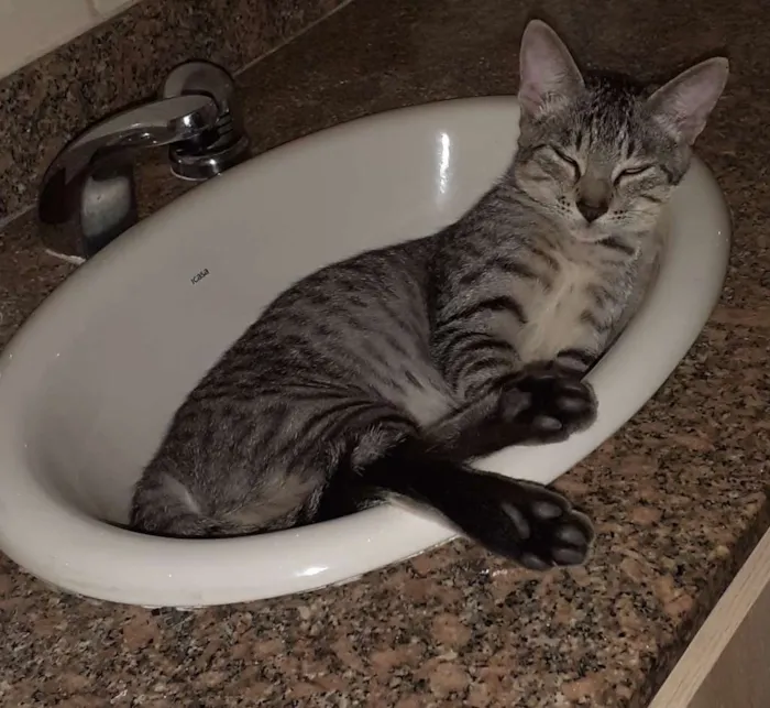 Gato ra a SRD idade 2 a 6 meses nome Billy 