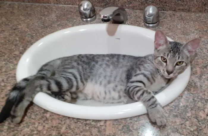 Gato ra a SRD idade 2 a 6 meses nome Billy 