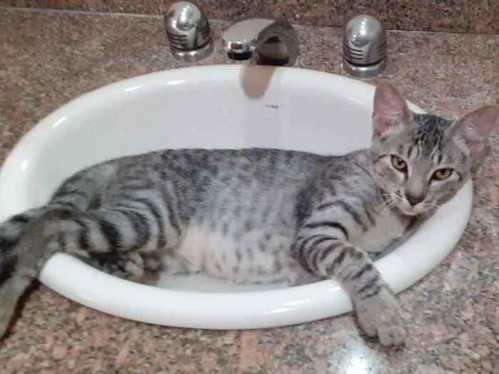 Gato ra a SRD idade 2 a 6 meses nome Billy 