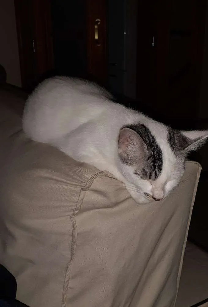Gato ra a SRD idade 2 a 6 meses nome Milk