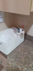 Milk
