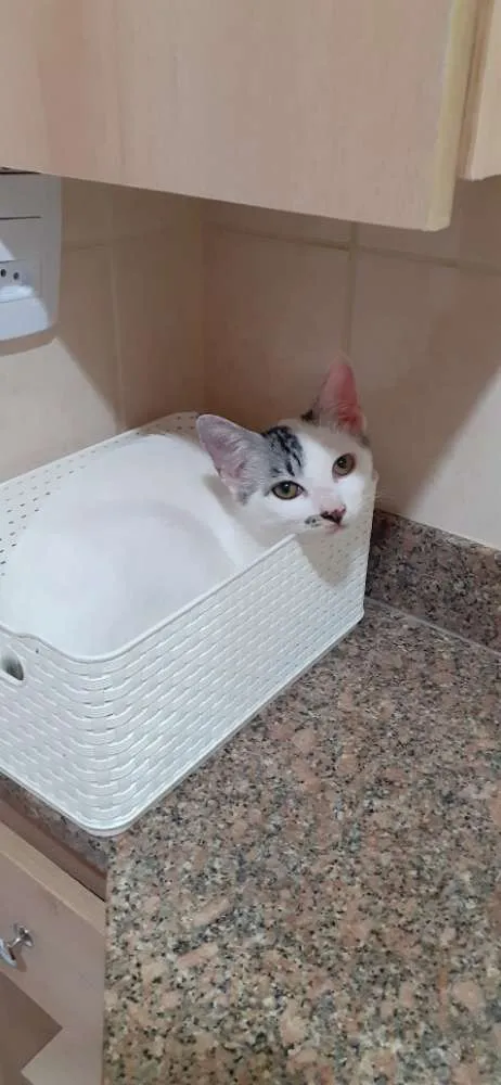 Gato ra a SRD idade 2 a 6 meses nome Milk