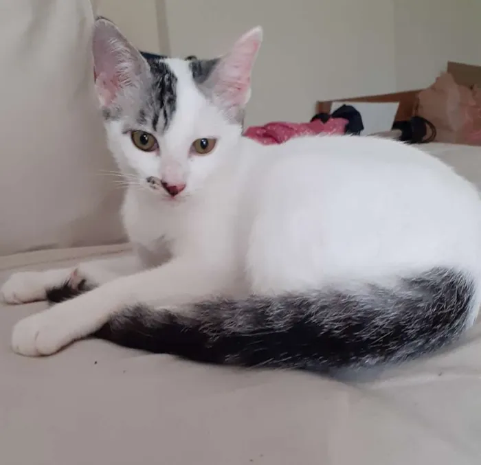 Gato ra a SRD idade 2 a 6 meses nome Milk