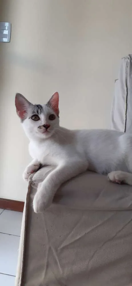 Gato ra a SRD idade 2 a 6 meses nome Milk