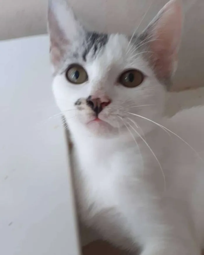 Gato ra a SRD idade 2 a 6 meses nome Milk