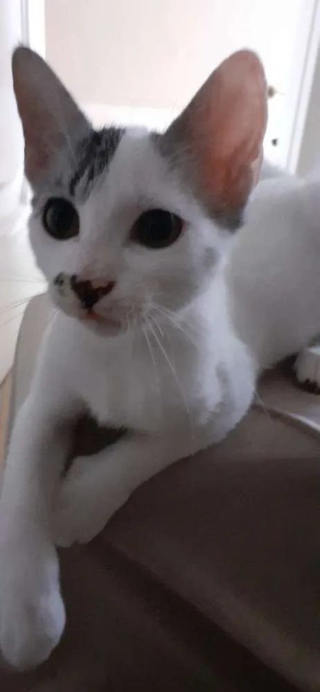 Gato ra a SRD idade 2 a 6 meses nome Milk