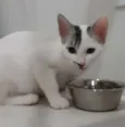 Milk