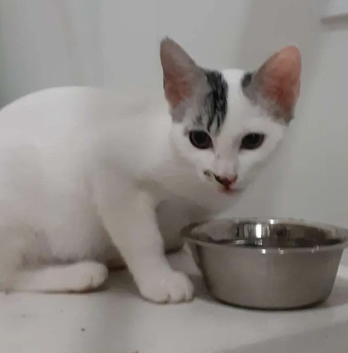 Gato ra a SRD idade 2 a 6 meses nome Milk