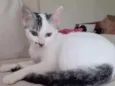 Milk