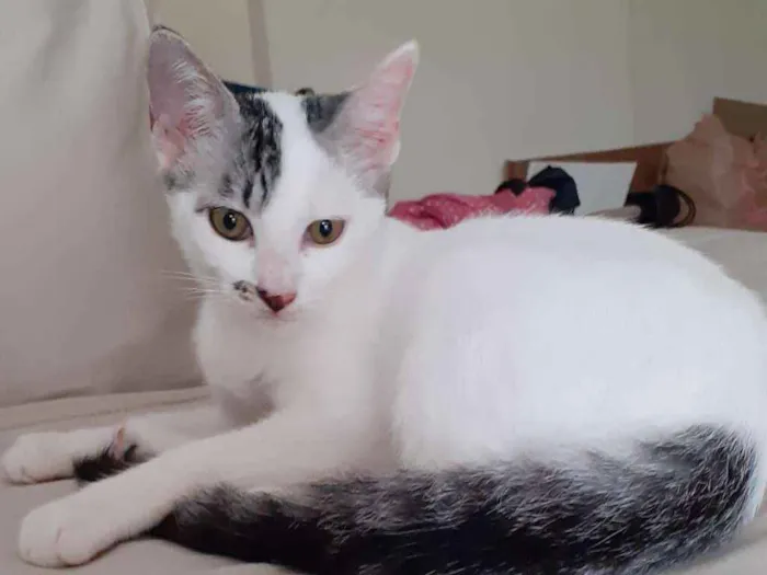 Gato ra a SRD idade 2 a 6 meses nome Milk