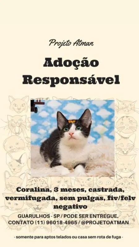 Gato ra a SRD idade 2 a 6 meses nome Coralina