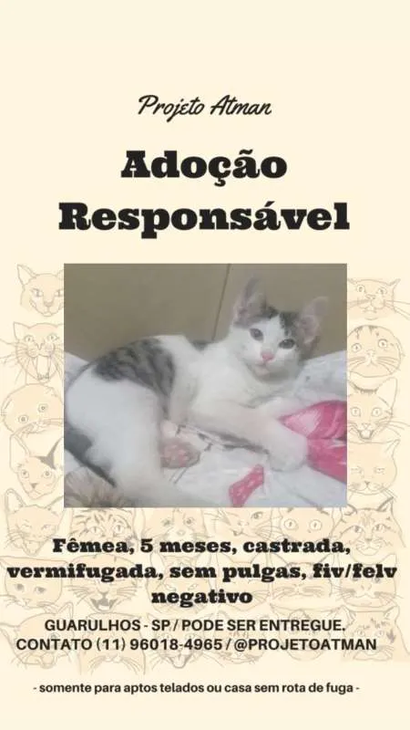 Gato ra a SRD idade 2 a 6 meses nome Sem nome
