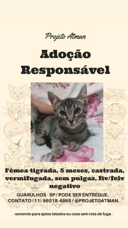 Gato ra a SRD idade 2 a 6 meses nome Femea tigrada