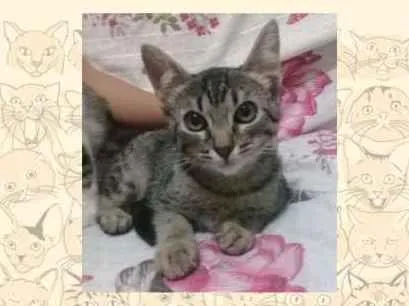 Gato ra a SRD idade 2 a 6 meses nome Femea tigrada