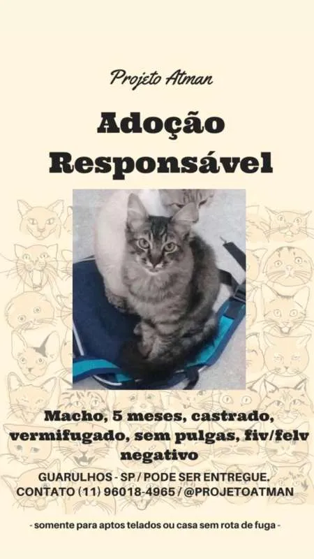 Gato ra a SRD idade 2 a 6 meses nome Macho sem nome