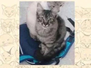 Gato raça SRD idade 2 a 6 meses nome Macho sem nome