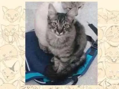 Gato ra a SRD idade 2 a 6 meses nome Macho sem nome