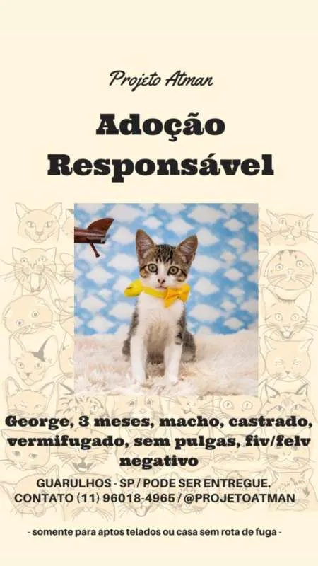Gato ra a SRD idade 2 a 6 meses nome George