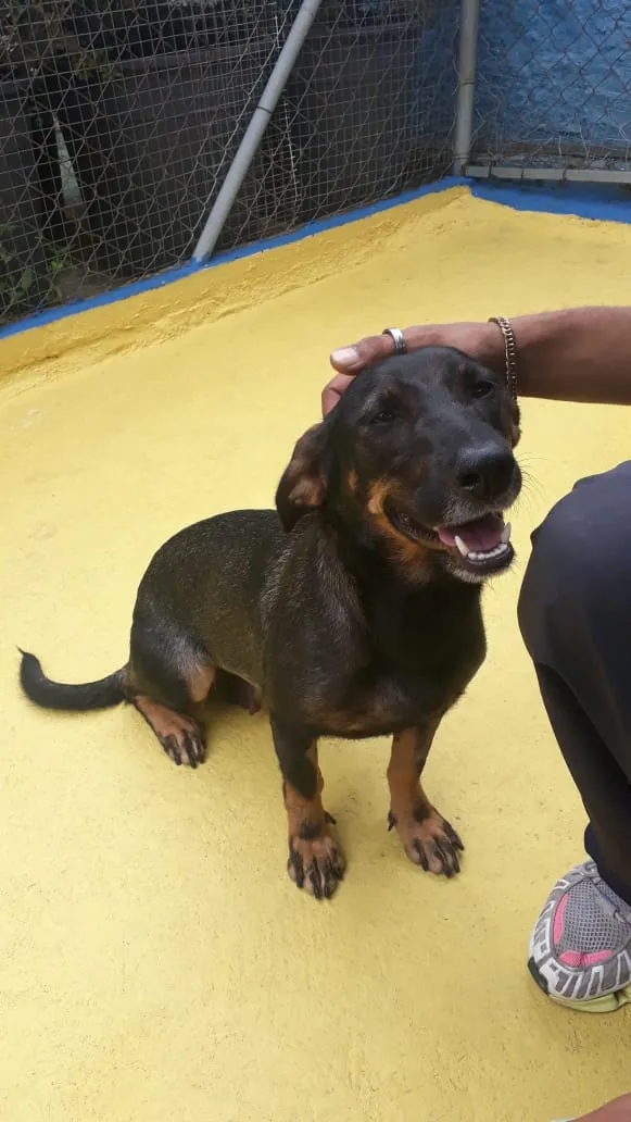 Cachorro ra a SRD idade 2 anos nome Bela 
