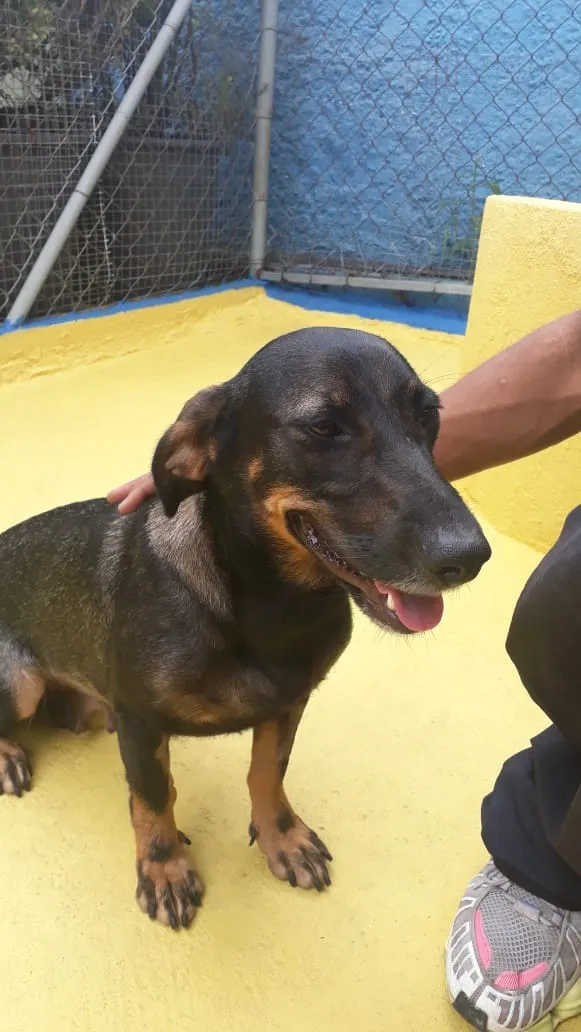 Cachorro ra a SRD idade 2 anos nome Bela 