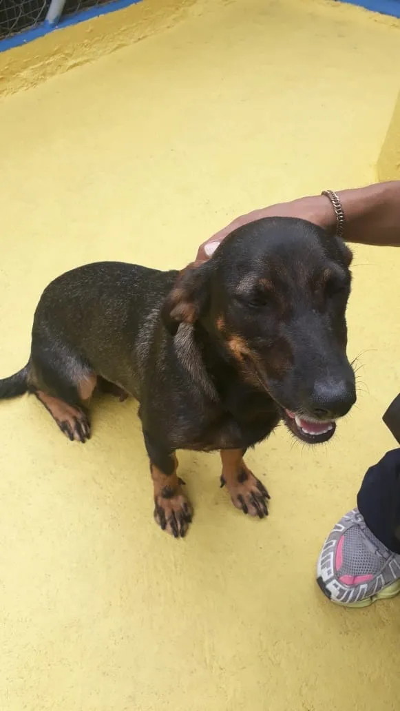 Cachorro ra a SRD idade 2 anos nome Bela 