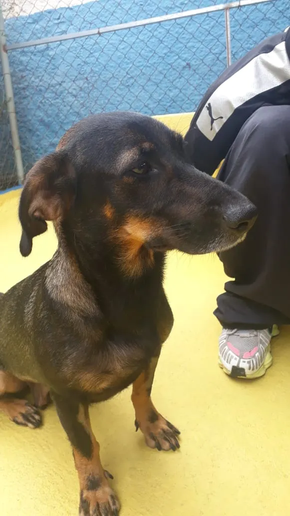 Cachorro ra a SRD idade 2 anos nome Bela 