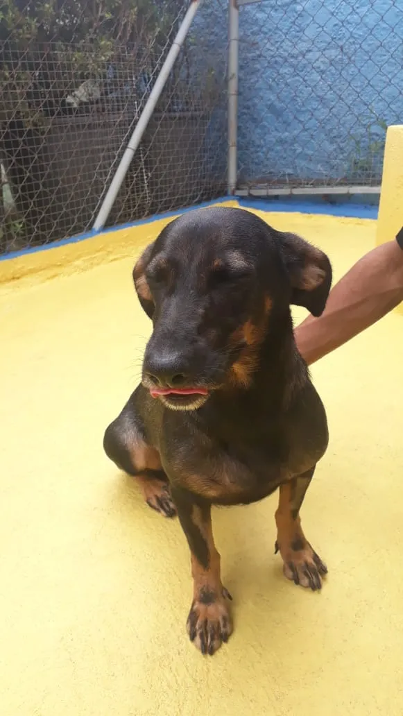 Cachorro ra a SRD idade 2 anos nome Bela 