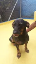 Bela