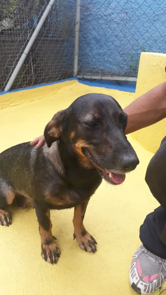 Cachorro ra a SRD idade 2 anos nome Bela 