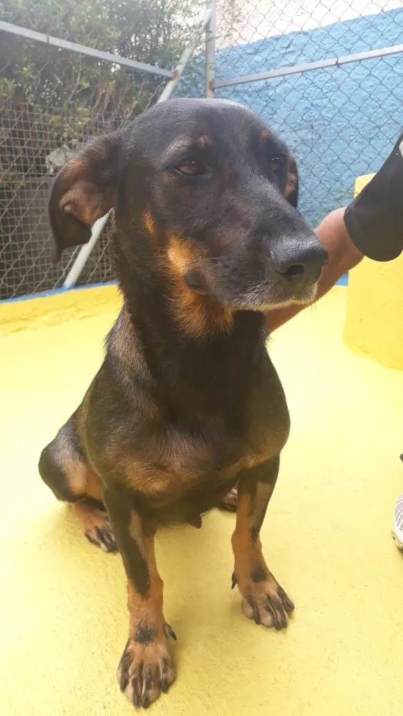 Cachorro ra a SRD idade 2 anos nome Bela 