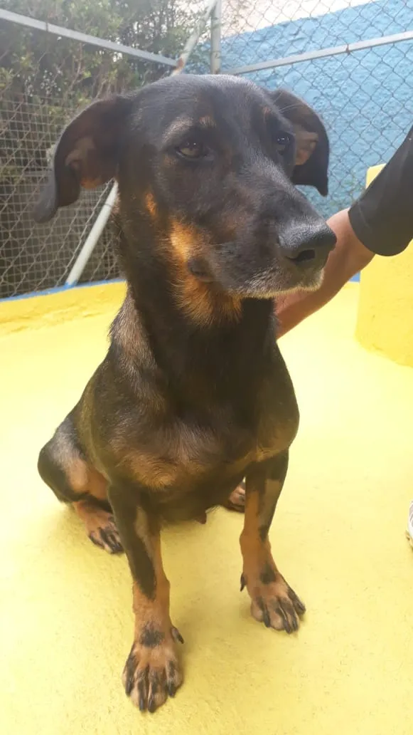 Cachorro ra a SRD idade 2 anos nome Bela 
