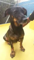 Bela