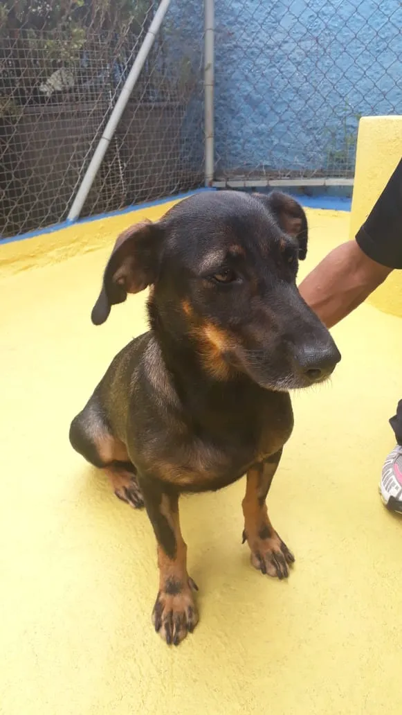 Cachorro ra a SRD idade 2 anos nome Bela 