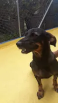 Bela