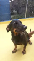 Bela