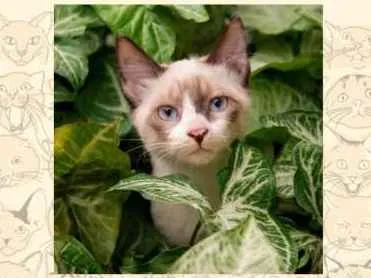 Gato ra a SRD idade 2 a 6 meses nome Biscoito
