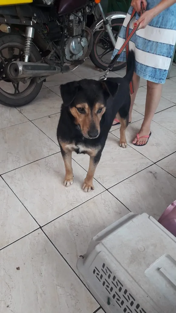 Cachorro ra a SRD idade 3 anos nome Bruce