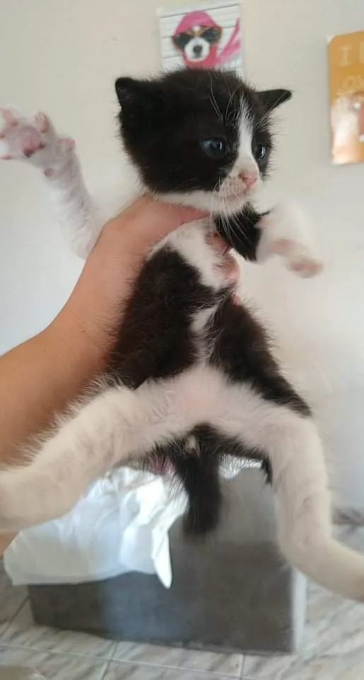 Gato ra a Srd idade Abaixo de 2 meses nome Harry