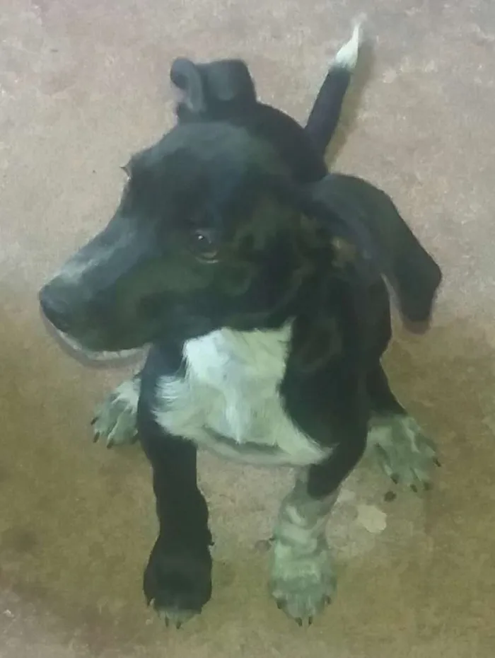 Cachorro ra a Vira lata idade 2 a 6 meses nome Adolf, Amora, Dakô, 