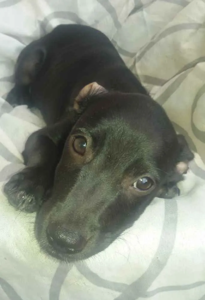 Cachorro ra a Vira lata idade 2 a 6 meses nome Adolf, Amora, Dakô, 
