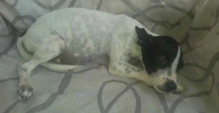 Cachorro ra a Vira lata idade 2 a 6 meses nome Adolf, Amora, Dakô, 